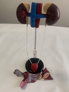 Female Urogenital System Model Urology Teaching Model - Product Image 3