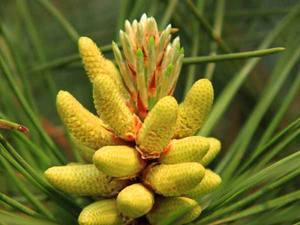 Usine en gros de haute qualité supplément nutritionnel en vrac cru 99% poudre de <span class=keywords><strong>pollen</strong></span> de pin <span class=keywords><strong>pollen</strong></span> de pin - Product Image 2