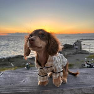 เสื้อผ้าสุนัขดัชชุนด์ชุดนอนขาสั้นตัวยาวแบบลำลองทำจากโพลีเอสเตอร์สำหรับแมวอุปกรณ์เสริมที่น่าดึงดูดสำหรับสัตว์เลี้ยง - Product Image 4