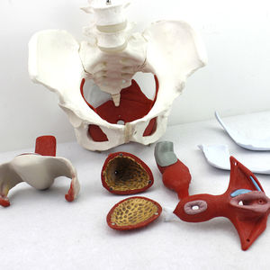Modello di organo muscolare del pavimento pelvico femminile struttura dell'appendice pelvica femminile Vagina modello scienza medica - Product Image 2