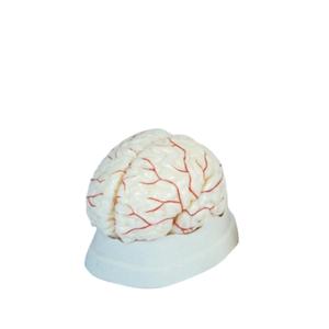 Modelo Anatómico del Cerebro Humano para Entrenamiento Médico, con Arterias, 9 Partes, para Enseñanza - Product Image 1