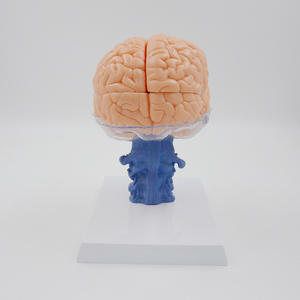 Modèle anatomique détachable en 15 parties du cerveau humain et des vertèbres cervicales - Modèle anatomique avec cérébellum pour l'enseignement de <span class=keywords><strong>la</strong></span> <span class=keywords><strong>neurosciences</strong></span> - Product Image 2