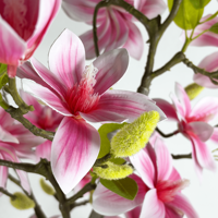 Simulasi 150cm pohon Magnolia buatan, daun hijau imitasi, tanaman pot bunga, pohon Bonsai palsu untuk dekorasi dalam ruangan