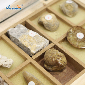 Ensemble de spécimens fossiles animaux, modèle anatomique en PVC pour l'enseignement des sciences médicales - Product Image 1