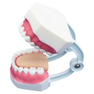 Modello Anatomico Compatto per la Formazione in Odontoiatria (28 Denti) - Product Image 1