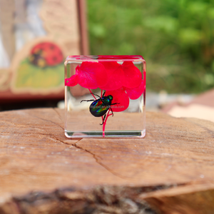 <span class=keywords><strong>Taxidermie</strong></span> en résine : Papillons et insectes réels en résine, micro-scènes et spécimens animaux en résine - Product Image 5