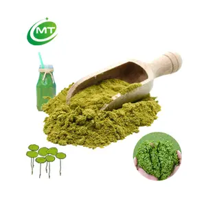 MT Health Offres Spéciales Poudre de lentille d'eau biologique de haute qualité 100% pure naturelle échantillon gratuit