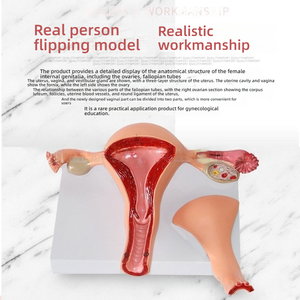 Modèle d'anatomie de l'organe reproducteur interne féminin, outil de démonstration pédagogique en sciences médicales, modèle d'utérus en PVC pour la gynécologie - Product Image 3