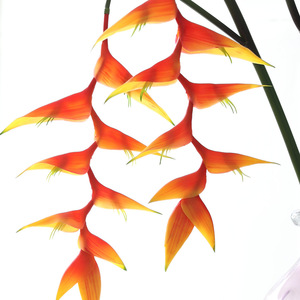 LO-1204 Vente en gros de fleurs artificielles de haute qualité au toucher réel, fleurs de <span class=keywords><strong>paradis</strong></span> artificielles suspendues pour arrangements floraux tropicaux - Product Image 4