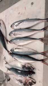 سمك الماكريل المجمد من تشيلي وبيرو، وزن 500-900 جرام، 900 جرام فما فوق، سمك الماكريل الحصان - Product Image 3