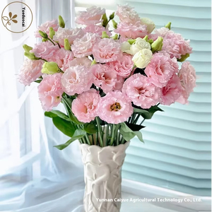 Suministro Directo de Kunming, <span class=keywords><strong>Eustoma</strong></span> <span class=keywords><strong>Grandiflorum</strong></span> Fresca Recién Cortada con Capullos, Decoración Floral, 8-13 Ramas/Unidad - Product Image 2