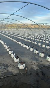 Serres Sainpoly Polytunnels, abri contre la pluie, pour la plantation de bleuets en Australie, serres agricoles - Product Image 6