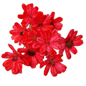 Fabricants de fleurs séchées vente en gros de graines de melon de coquille de fruit bouquet fait à la main arrangement de fleurs douces - Product Image 4