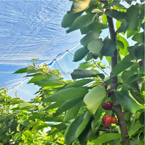 <span class=keywords><strong>Film</strong></span> de serre tissé renforcé, couverture imperméable pour arbres fruitiers, <span class=keywords><strong>film</strong></span> de protection contre la pluie pour vergers de cerises, anti-fissuration - Product Image 1