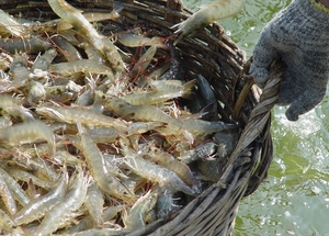 Fosfato de Vitamina C en Polvo de Grado Alimenticio al 35%, Soluble en Agua y de Alta Estabilidad, para Alimentación de Aves Acuáticas - Product Image 6