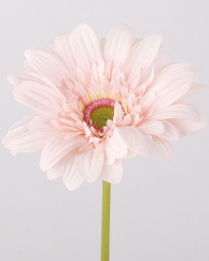 เนื้อสีชมพู