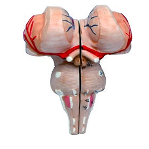 Gelsonlab HSBM-304 Plastik-Modell des menschlichen Hodens für medizinische und anatomische Studien - Product Image 5