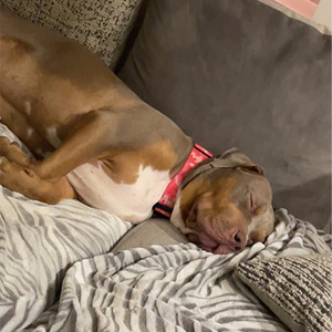 Collar de perro de combate de nailon personalizado de alta resistencia, hebilla de Metal para perros medianos y grandes, fabricante de collares de perro acolchados suaves - Product Image 6