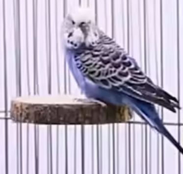 20 poteaux blancs 1
