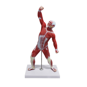 Modèle de structure musculaire humaine avec base pour l'enseignement de l'anatomie en faculté de <span class=keywords><strong>médecine</strong></span> et la <span class=keywords><strong>médecine</strong></span> sportive, science populaire CE/ISO/ROHS/CNAS - Product Image 1