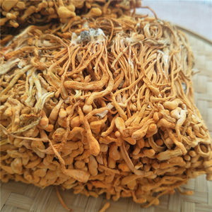 Cogumelo <span class=keywords><strong>Cordyceps</strong></span> <span class=keywords><strong>Militaris</strong></span> Orgânico Seco de Alta Qualidade Yong Chong Cao para Sopas Instantâneas - Product Image 4