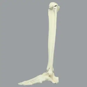 KyrenMed Model tulang gergaji busa kaki dan pergelangan kaki dengan Tibia penuh dan Fibula untuk Model pelatihan ortopedi untuk pengeboran bengkel