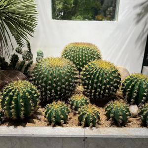 Plantes succulentes artificielles en plastique écologiques de haute qualité pour décoration extérieure, <span class=keywords><strong>boule</strong></span> de bonsaï <span class=keywords><strong>cactus</strong></span>, 50 cm, <span class=keywords><strong>prix</strong></span> d'usine pour anniversaire - Product Image 6