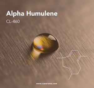Alfa Humuleno (CL-460) Aroma a Vainilla - Product Image 2