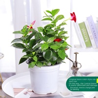 Tanaman Merambat Wandering Jew Vine, Berbunga Multi-Musim, Tanaman Merambat Merah Double Happiness, Bibit untuk Balkon, Dalam Ruangan, Empat Musim, Cina