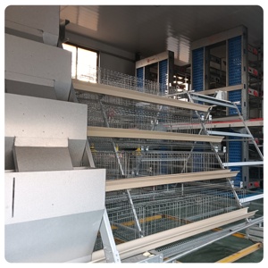 Automático 4 niveles AType Farm Factory Suministrado Jaulas <span class=keywords><strong>de</strong></span> <span class=keywords><strong>pollo</strong></span> Máquina <span class=keywords><strong>de</strong></span> capa <span class=keywords><strong>de</strong></span> huevo Huevo <span class=keywords><strong>Pollo</strong></span> para granja - Product Image 4
