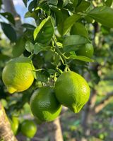 Groothandel Biologische Pitloze Citroenen Van Hoge Kwaliteit Uit Vietnam Premium Export Van Verse Fruitlandbouwproducten