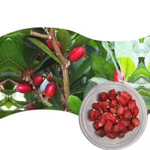 Extrait de fruit miracle de qualité alimentaire, poudre lyophilisée de fruit miracle sauvage en pot et en bouteille - Product Image 1