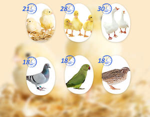 Juguetes educativos para niños, Control automático de temperatura, 4 huevos, miniincubadora - Product Image 5