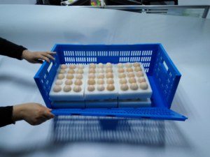 QS Hot Bán Nhựa Có Thể Gập Lại Giao Thông Vận Tải Trứng Thùng Di Chuyển Tote Hộp Đóng Mở Đóng Mở Container Thùng Đóng Mở Container - Product Image 3