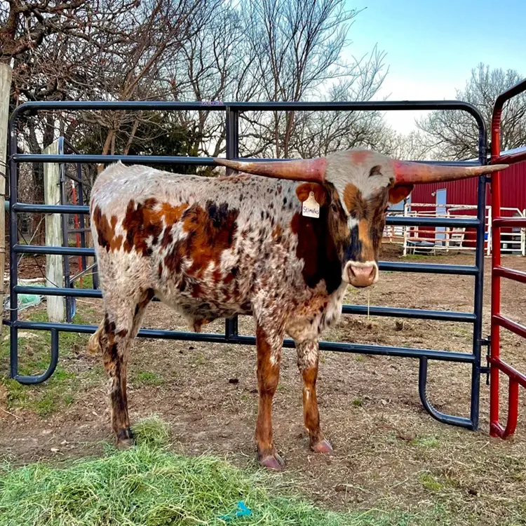 Ranch exclusive supply corral horse bull pen cattle panels for sale bulk cattle panels