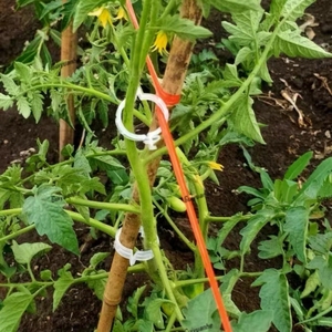 15Mm 22Mm 24Mm Vườn Cà Chua Hỗ Trợ Sử Dụng Cà Chua <span class=keywords><strong>Trellis</strong></span> <span class=keywords><strong>Clip</strong></span> Nhà Máy Hỗ Trợ <span class=keywords><strong>Clip</strong></span> Vườn Nhựa Cây Nho <span class=keywords><strong>Clip</strong></span> - Product Image 5