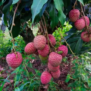 3月に成熟した中国の新鮮なライチLichee Litchi Lichiフレッシュフルーツ (Gui Hua Xiang)