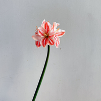 Offre Spéciale Fleurs Artificielles Amaryllis Soie Toucher Réel Clivia 4 Têtes Décoration Maison