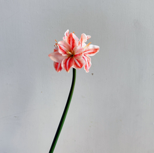 Offre Spéciale Fleurs Artificielles <span class=keywords><strong>Amaryllis</strong></span> Soie Toucher Réel Clivia 4 Têtes Décoration Maison - Product Image 4