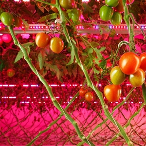 Planta hidropónica Greenpower, barra lineal roja y azul, 3,3 umol/j, Interlighting, 100W, luz LED inter para cultivo de frutas y flores - Product Image 5