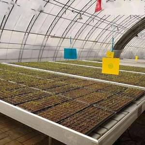 Plateaux de semis multi-cellules pour une germination efficace des semences Pot de plantation en plastique léger pour balcon et myrtille - Product Image 5