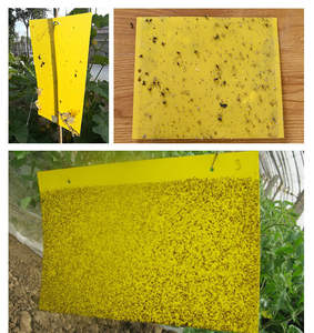 Piège à insectes écologique double face en plastique solide, jaune et bleu, attirant les insectes, pour les thrips et les petites mouches - Product Image 6