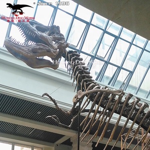 Thực Bộ Xương Khủng Long Tyrannosaurus Skeleton Hóa Thạch Để Bán - Product Image 5