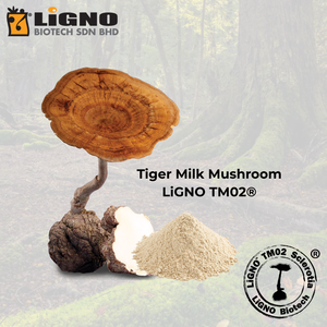 ผงสารสกัดเห็ดนมเสือ LiGNO TM02 ชนิดมาตรฐาน เครื่องดื่มเสริมสมรรถภาพร่างกาย บำรุงสมดุลพลังชีวิต - Product Image 1