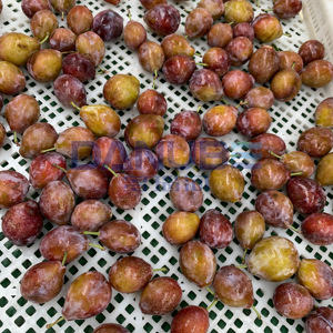 เครื่องอบแห้งลูกพรุนแบบปั๊มความร้อนพร้อมคุณสมบัติพิเศษ สายการผลิตเครื่องอบแห้งลูกพรุน เครื่องขจัดน้ำออกจากลูกพรุน - Product Image 2