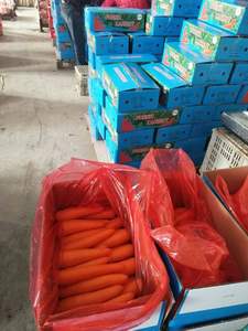 Nouvelle <span class=keywords><strong>saison</strong></span> carotte fraîche pour la vente <span class=keywords><strong>de</strong></span> Orange carotte ferme naturelle douce carotte fraîche <span class=keywords><strong>de</strong></span> Chine - Product Image 4