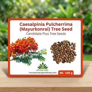 Semillas de Árbol de Caesalpinia Pulcherrima (Mayurkonrai) de Pioneer Agro Industry, 100g, para Especias de Plantas Florales - Product Image 3