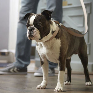 Juego de <span class=keywords><strong>collar</strong></span> y correa de cuero duradero Fullto con bolsa de regalo perfecta para paseos y entrenamiento - Product Image 5