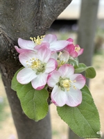 Natürlicher Apfelpollen 95% Reinheit 100 Mesh 10g/Beutel Hochaktiver Obstbaum-Pollensamen-Spezialpollen Günstiger Großhandelspreis