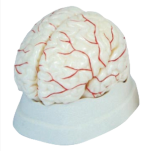 ADA Science médicale Le modèle anatomique du cerveau et le modèle de l'artère cérébrale pour la démonstration de la maladie Outil d'enseignement médical - Product Image 5